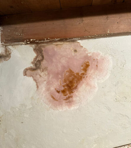 Zwambestrijding DVS Ederveen